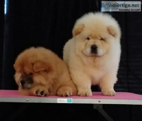 Chow Chow puppies