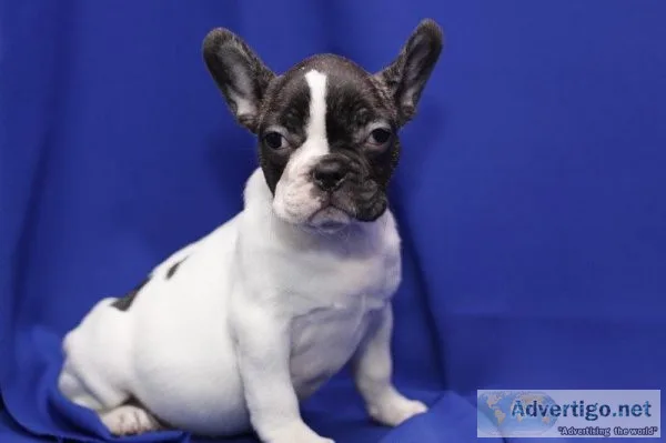 French Bulldogs Puppies