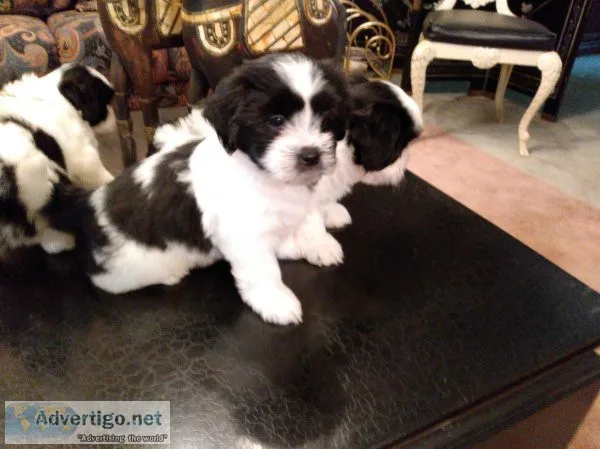 Maltese-Shih Tzu Puppy -Constant Companion