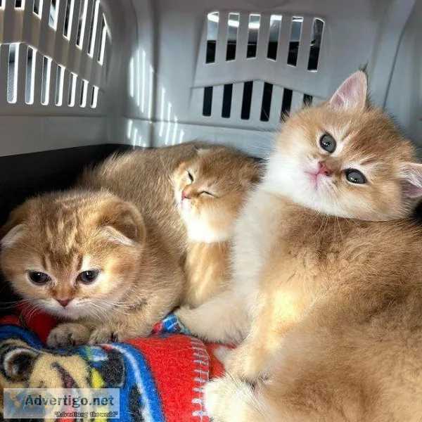 Scottish Fold Kittens For Sale