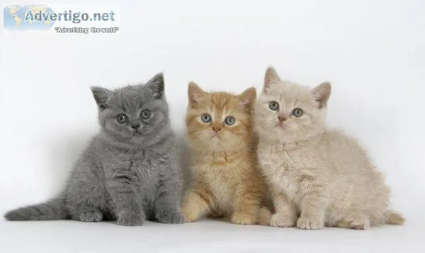 british shorthair kittens