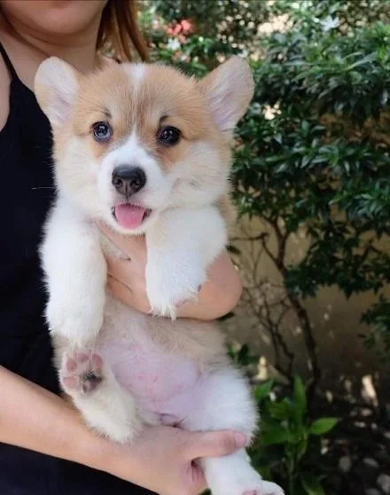 Corgi puppies
