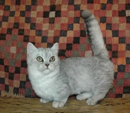 Munchkin Kittens