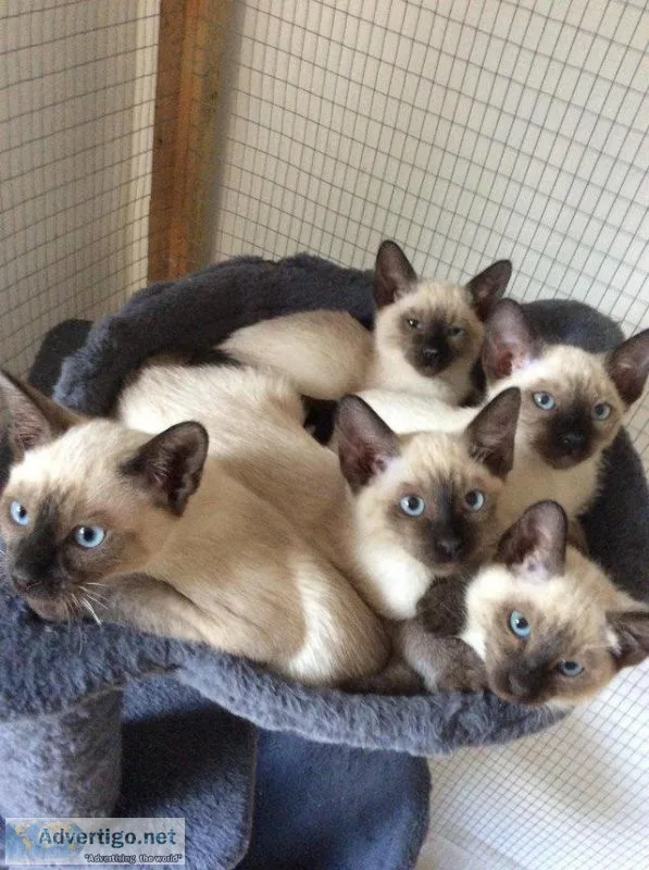 Old style Siamese kittens ready now