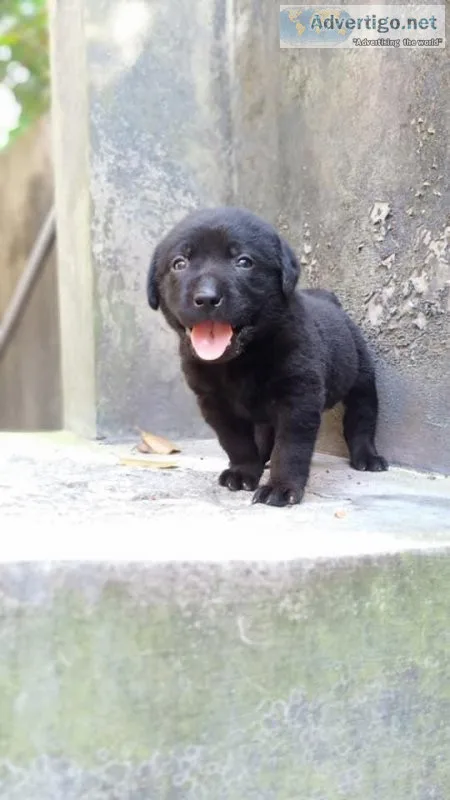 Labrador Retriever pups