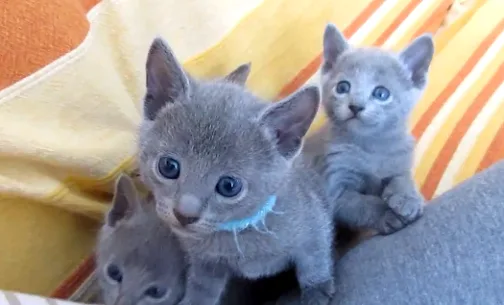 Sweet and Adorable Russian blue kittens