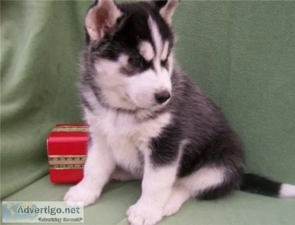 Siberian husky puppies