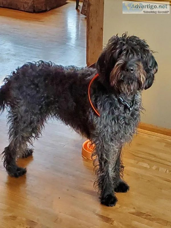 F1b labradoodle puppies