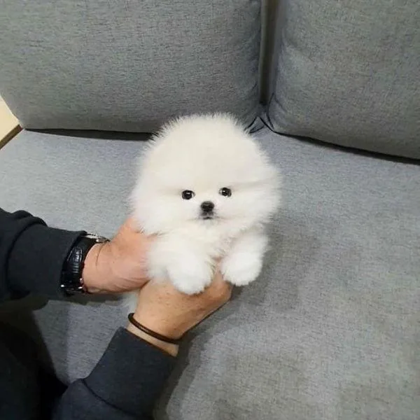 Pomeranian Puppy with nice personality