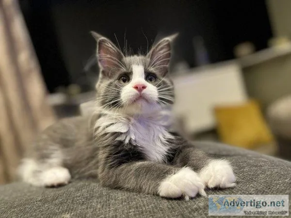 Maine coon kittens TICA registered