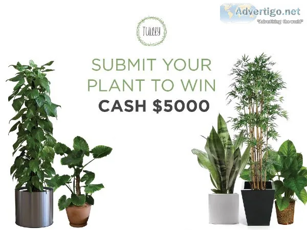 Buy Pots and Planters Online