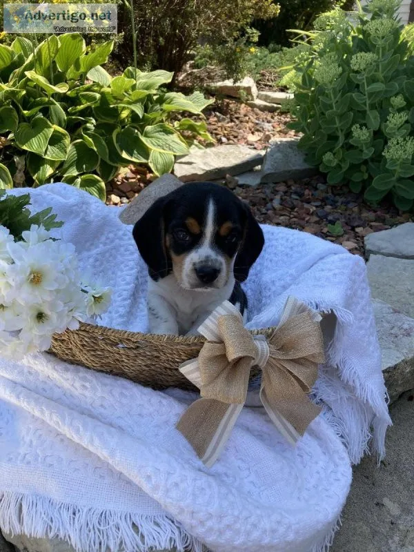 Purebred Beagle puppies