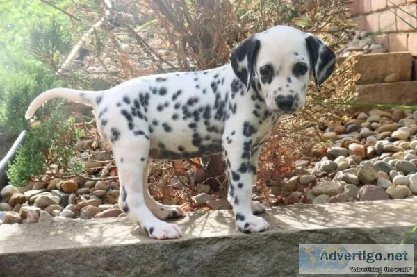 Anne Female AKC Dalmatian