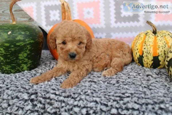GoldenDoodle Puppies for sale