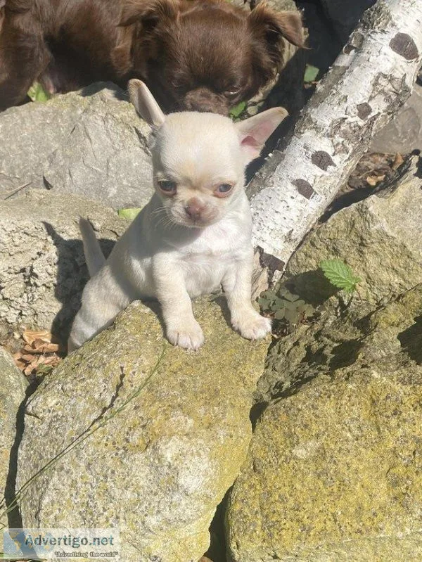Champion lines KC REGISTERED BOY cream