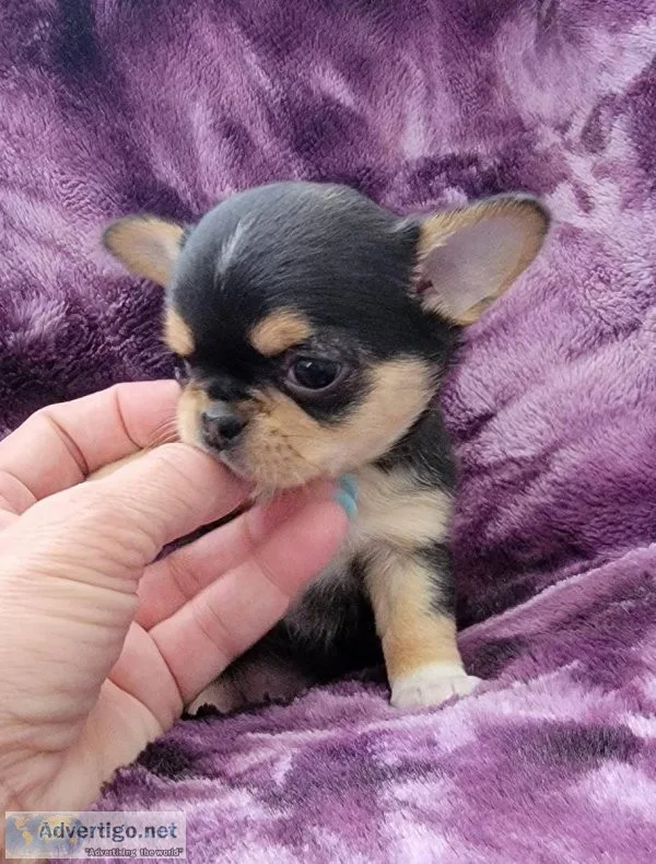 Adorable Teacup Chihuahua Puppies