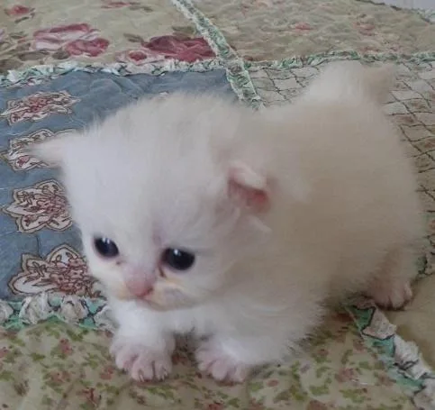Persian kittens