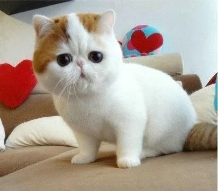 CFA Registered Male Exotic Short Hair
