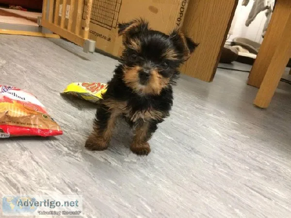 Adorable Pure Breed Yorkshire Terrier Pups