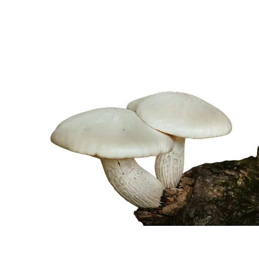 Getting started with mushroom blends manufacturing?