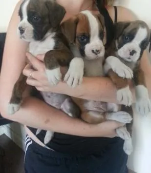 Potty Trained Boxer Puppies