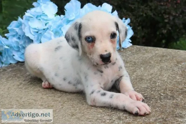 Shane Male AKC Dalmatian