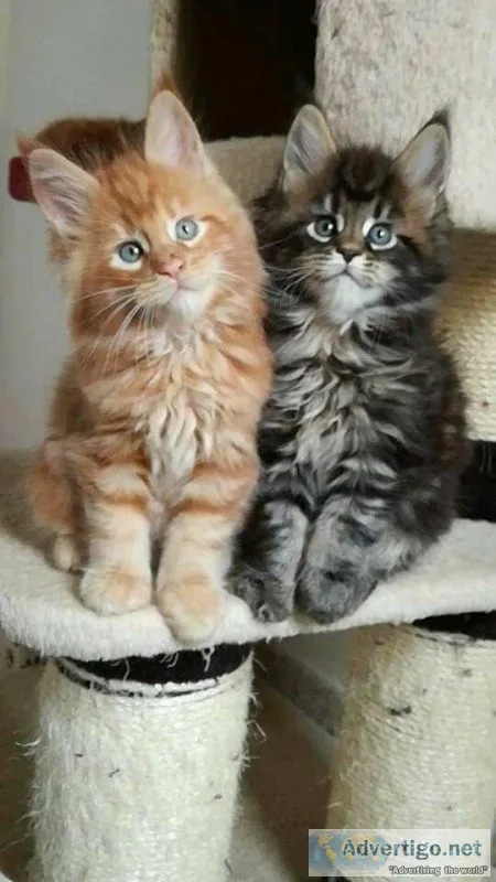 Mainecoon kittens available