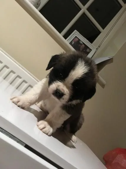 St. Bernard puppies