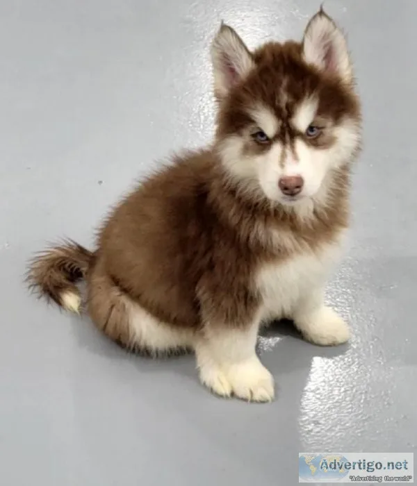 Siberian Husky Puppies.