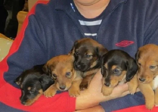 Miniature Dachshund puppies