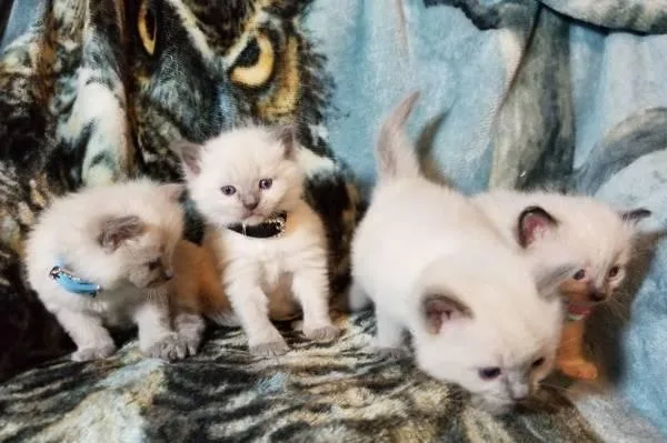 Purebred Seal Bicolor Ragdol