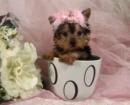 adorable Yorkshire Terrier puppies