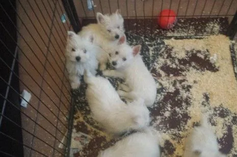 West Highland White Terrior Puppies AKC