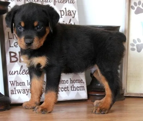 Healthy Rottweiler Puppies For Sale.