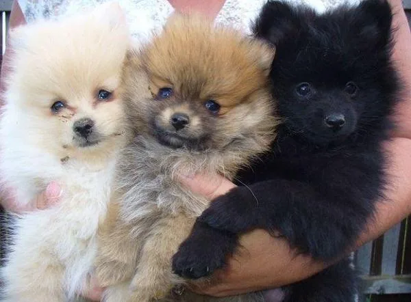 FOUR POMERANIAN PUPPIES