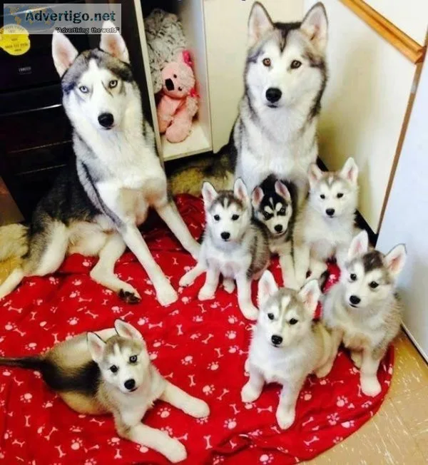 AKC Registered Siberian Husky Puppies for sale