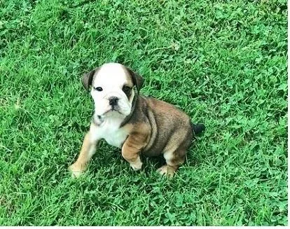 English bulldog puppies