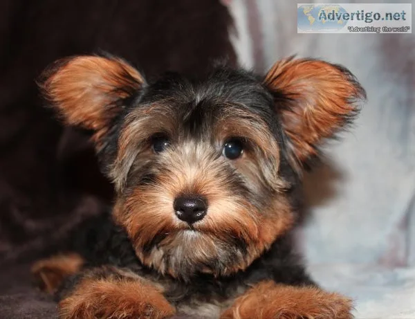 Sweet Yorkie Male Puppy
