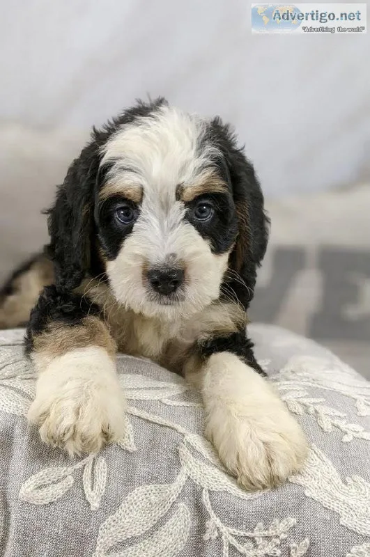 Hank Mini Bernedoodle