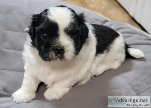2 beautiful shih tzus