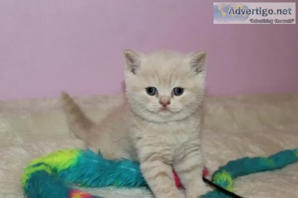 Adorable scottish fold kitten