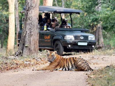 Wildlife safari in india