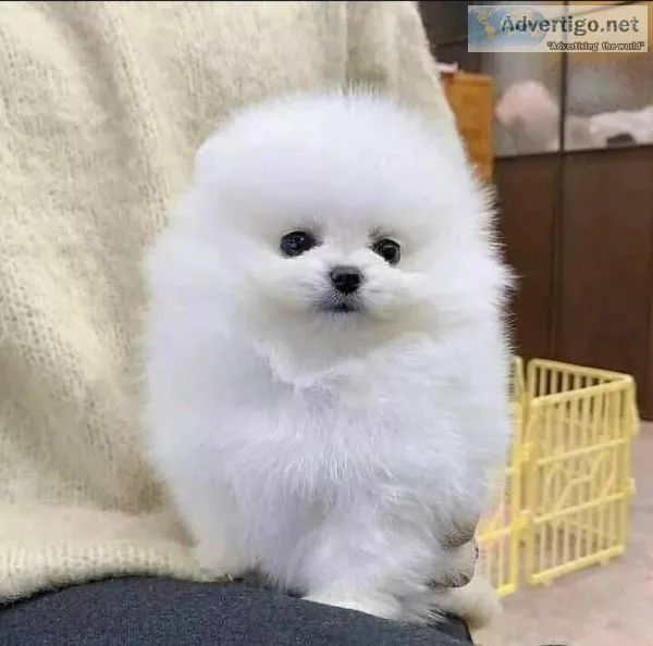 Pomeranian puppies
