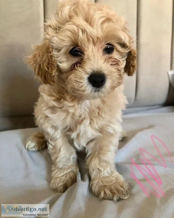 House Raised Maltipoo Puppies For Sale.