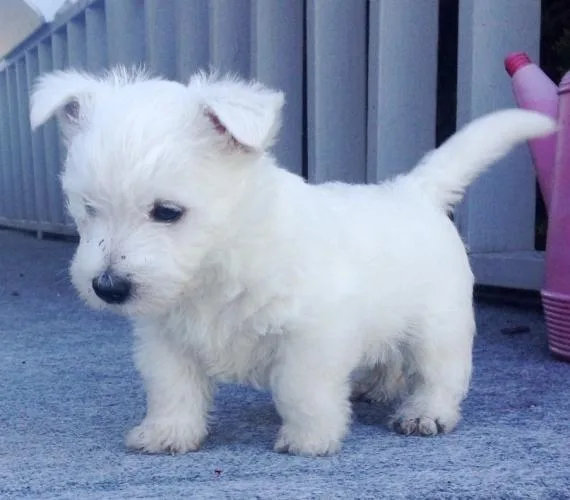 Gorgeous AKC Westie puppies For Sale