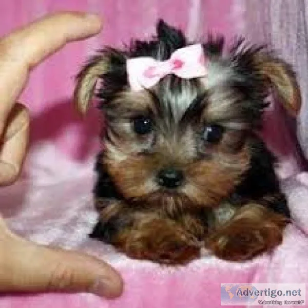 AKC registered Yorkshire terrier