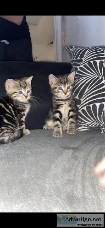 Kitten for sale ready for loving home