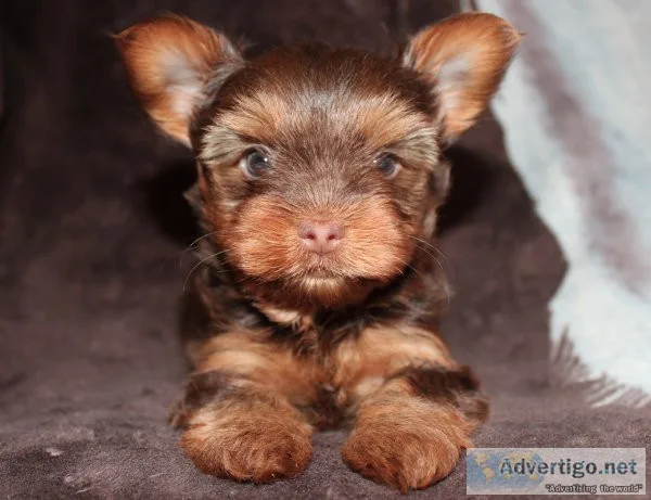 Chocolate Yorkshire Terrier Male Puppies