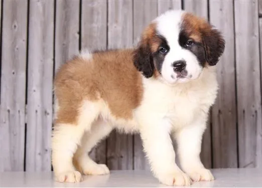 Saint Bernard Puppies AKC registered