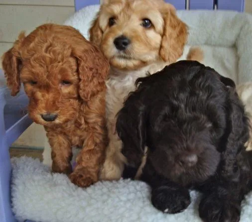 Miniature poodle puppies